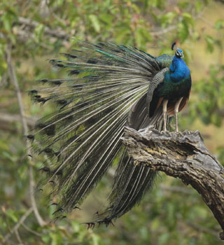 peacock